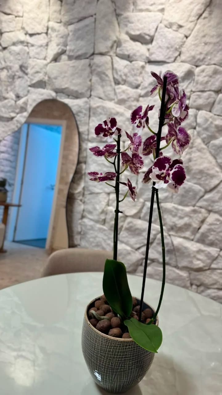 Orquídea sobre mesa redonda com parede de pedra branca
